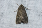 Kooluil / Cabbage Moth (Mamestra brassicae)