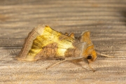 Koperuil / Burnished Brass (Diachrysia chrysitis)