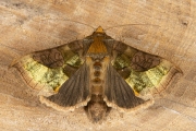 Koperuil / Burnished Brass (Diachrysia chrysitis)