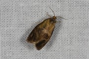 Koraalbladroller / Leche's Twist Moth (Ptycholoma lecheana), micro