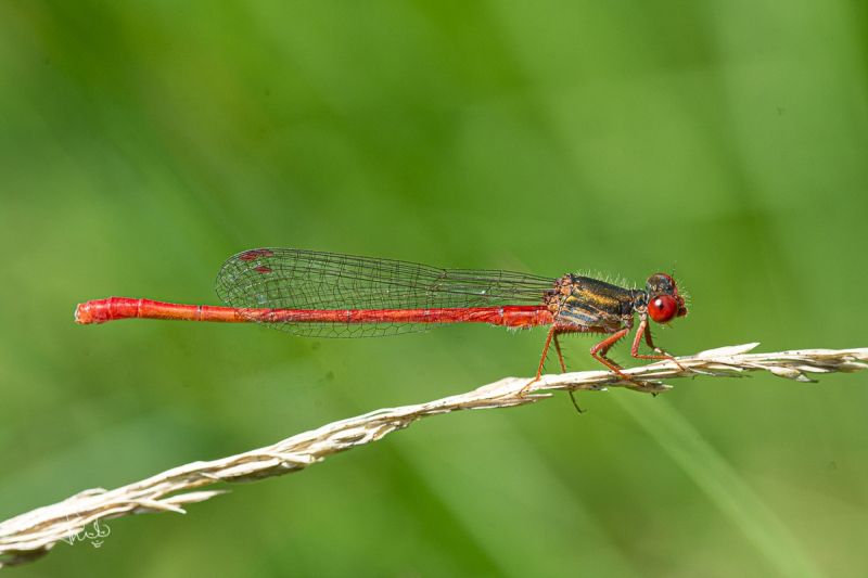 Koraaljuffer / Small Red Damselfly (Ceriagrion tenellum)