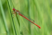 Koraaljuffer / Small Red Damselfly (Ceriagrion tenellum)