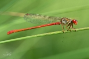 Koraaljuffer / Small Red Damselfly (Ceriagrion tenellum)