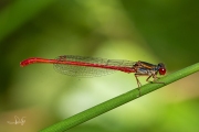 Koraaljuffer / Small Red Damselfly (Ceriagrion tenellum)