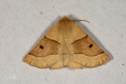 Kortzuiger / Scalloped Oak (Crocallis elinguaria)