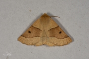 Kortzuiger / Scalloped Oak (Crocallis elinguaria)