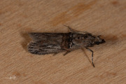 Kraagvleugelmot (Nephopterix angustella), micro