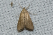 Krabbenscheermot / Ringed China-mark (Parapoynx stratiotata), micro