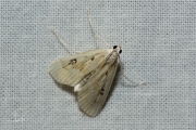 Krabbenscheermot / Ringed China-mark (Parapoynx stratiotata), micro