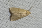 Krabbenscheermot / Ringed China-mark (Parapoynx stratiotata), micro