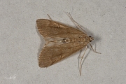 Krabbenscheermot / Ringed China-mark (Parapoynx stratiotata), micro