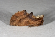 Kroonvogeltje / Coxcomb Prominent (Ptilodon capucina)