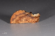 Kroonvogeltje / Coxcomb Prominent (Ptilodon capucina)