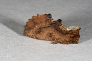 Kroonvogeltje / Coxcomb Prominent (Ptilodon capucina)