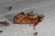 Kroonvogeltje / Coxcomb Prominent (Ptilodon capucina)