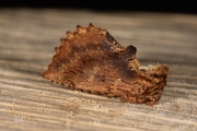 Kroonvogeltje / Coxcomb Prominent (Ptilodon capucina)