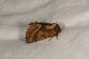 Kroonvogeltje / Coxcomb Prominent (Ptilodon capucina)