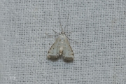 Kroosvlindertje / Small China-mark (Cataclysta lemnata), micro