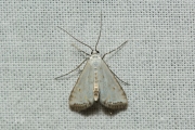 Kroosvlindertje / Small China-mark (Cataclysta lemnata), micro