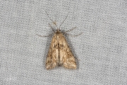 Kroosvlindertje / Small China-mark (Cataclysta lemnata), micro