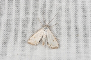 Kroosvlindertje / Small China-mark (Cataclysta lemnata), micro