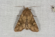 Kweekgrasuil / Rustic Shoulder-knot (Apamea sordens)