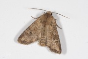 Kweekgrasuil / Rustic Shoulder-knot (Apamea sordens)