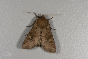 Kweekgrasuil / Rustic Shoulder-knot (Apamea sordens)