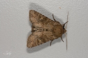 Kweekgrasuil / Rustic Shoulder-knot (Apamea sordens)