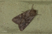 Kweekgrasuil / Rustic Shoulder-knot (Apamea sordens)