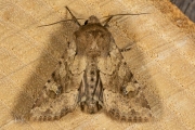 Kweekgrasuil / Rustic Shoulder-knot (Apamea sordens)