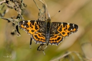 Landkaartje / Map Butterfly (Araschnia levana f. levana)