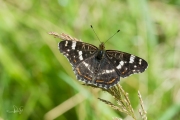 Landkaartje / Map Butterfly (Araschnia levana f. prorsa)