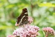 Landkaartje / Map Butterfly (Araschnia levana f. prorsa)