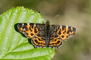 Landkaartje / Map Butterfly (Araschnia levana f. prorsa)