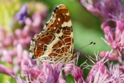 Landkaartje / Map Butterfly (Araschnia levana f. levana)