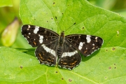 Landkaartje / Map Butterfly (Araschnia levana f. prorsa)