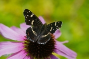 Landkaartje / Map Butterfly (Araschnia levana)