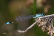 Lantaarntje / Common Bluetail (Ischnura elegans)