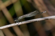 Lantaarntje / Common Bluetail (Ischnura elegans)