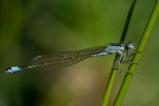 Lantaarntje / Common Bluetail (Ischnura elegans)