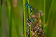 Lantaarntje / Common Bluetail (Ischnura elegans)