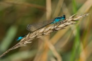 Lantaarntje / Common Bluetail (Ischnura elegans)