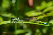 Lantaarntje / Common Bluetail (Ischnura elegans)