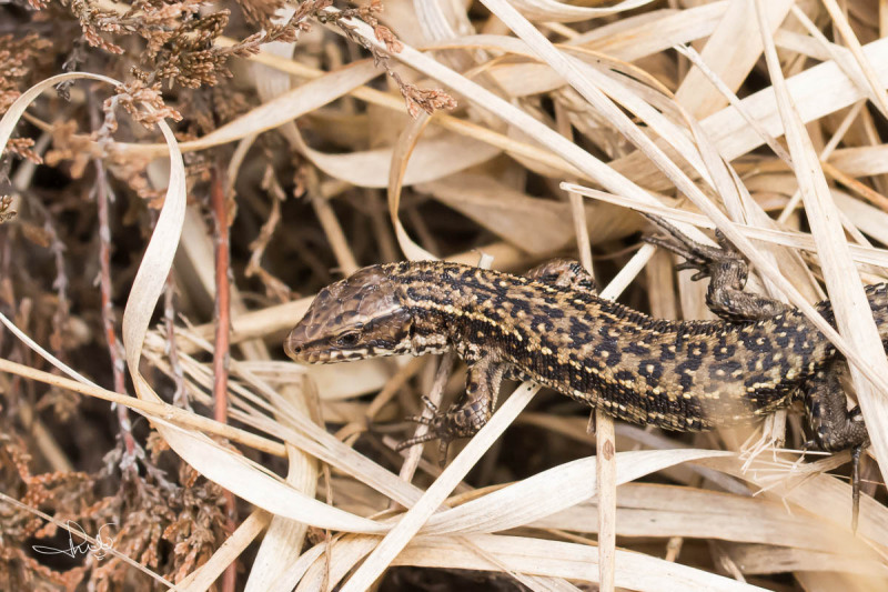 Levendbarende hagedis / Viviparous Lizard (Zootoca vivipara )