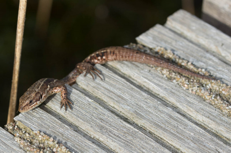 Levendbarende hagedis / Viviparous Lizard (Zootoca vivipara )