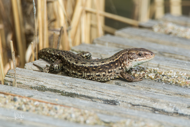 Levendbarende hagedis / Viviparous Lizard (Zootoca vivipara )