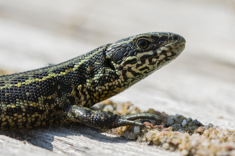 Levendbarende hagedis / Viviparous Lizard (Zootoca vivipara )