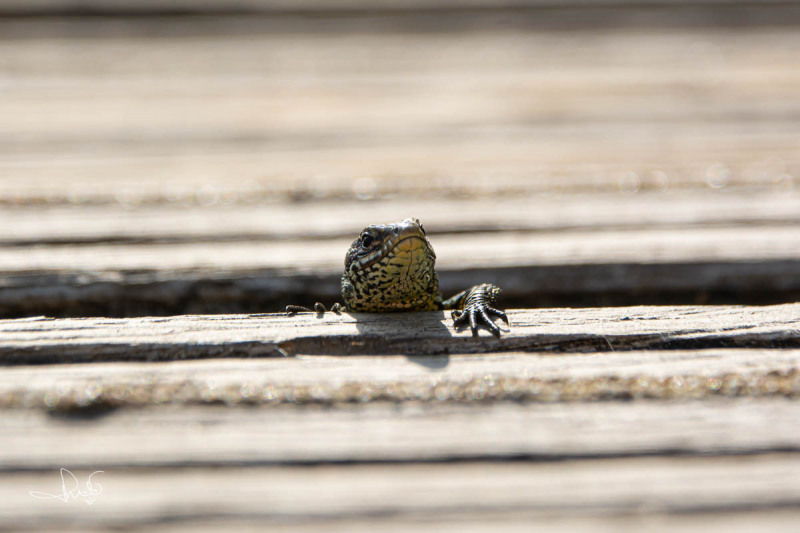 Levendbarende hagedis / Viviparous Lizard (Zootoca vivipara )