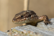 Levendbarende hagedis / Viviparous Lizard (Zootoca vivipara )